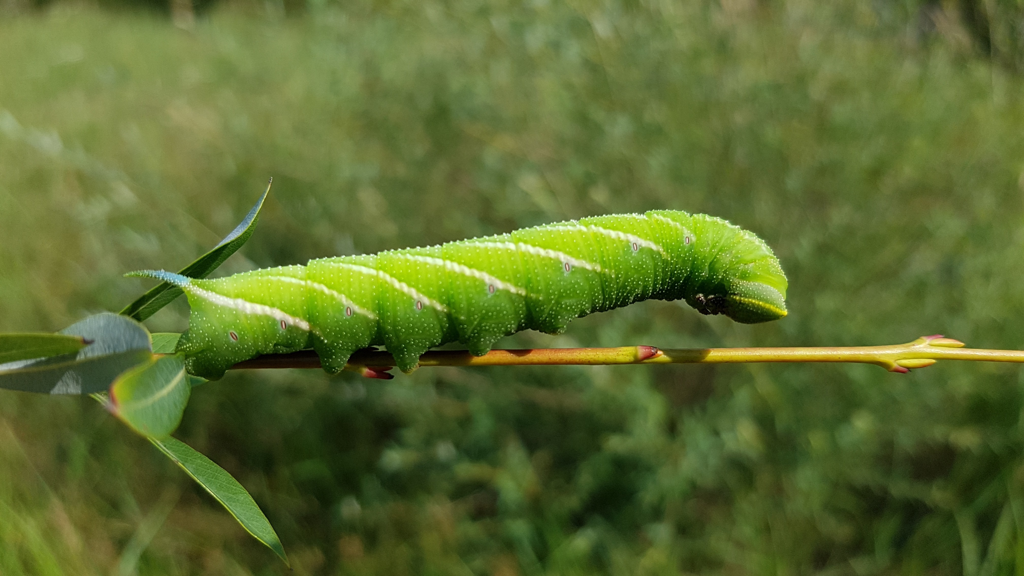 Raupen DiyPlant